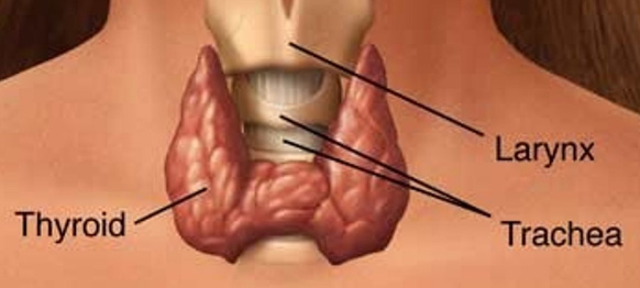 thyroid0